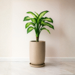 large planters online india